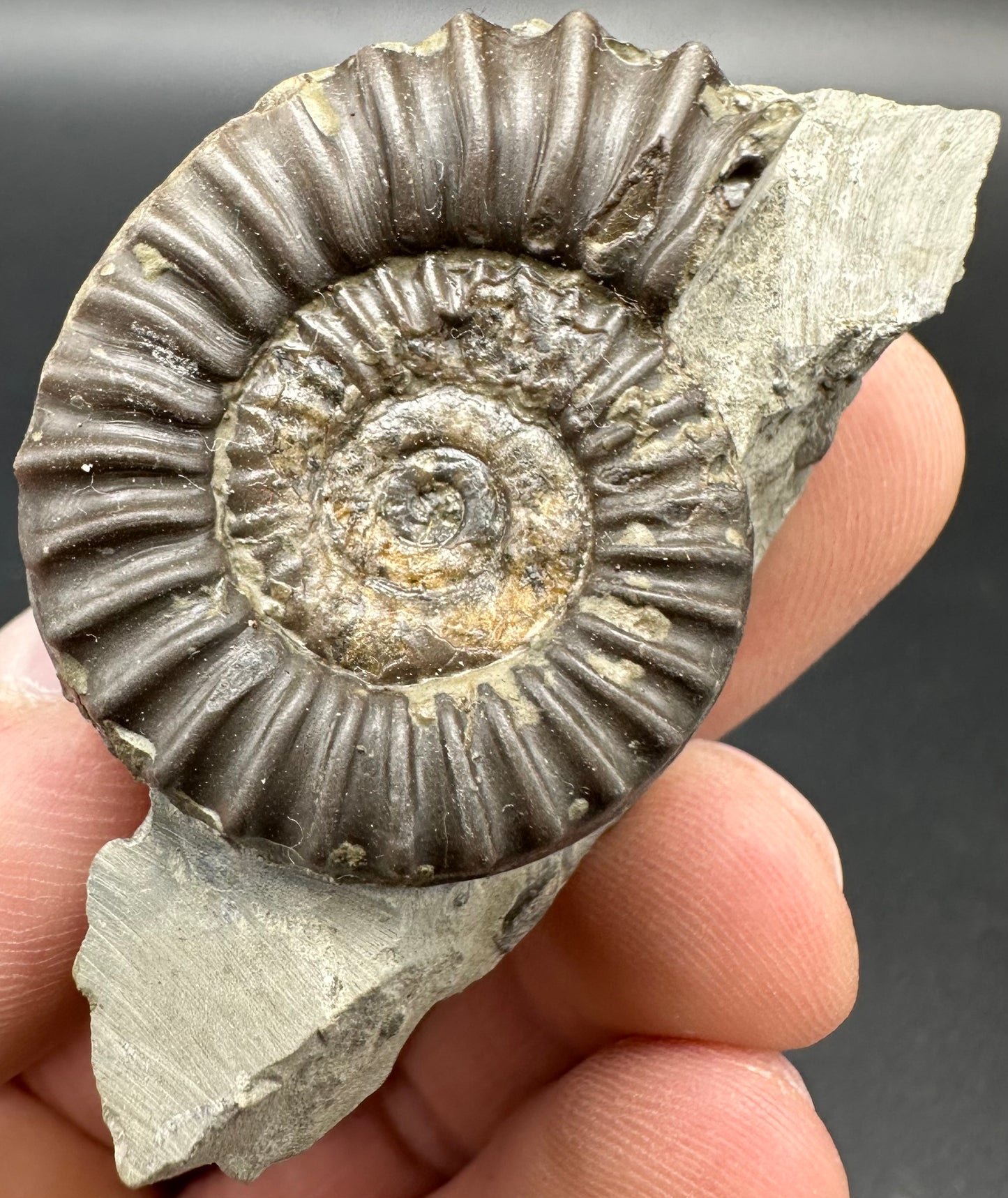 Arnioceras ammonite shell fossil - Whitby, North Yorkshire Jurassic Coast Yorkshire Fossils