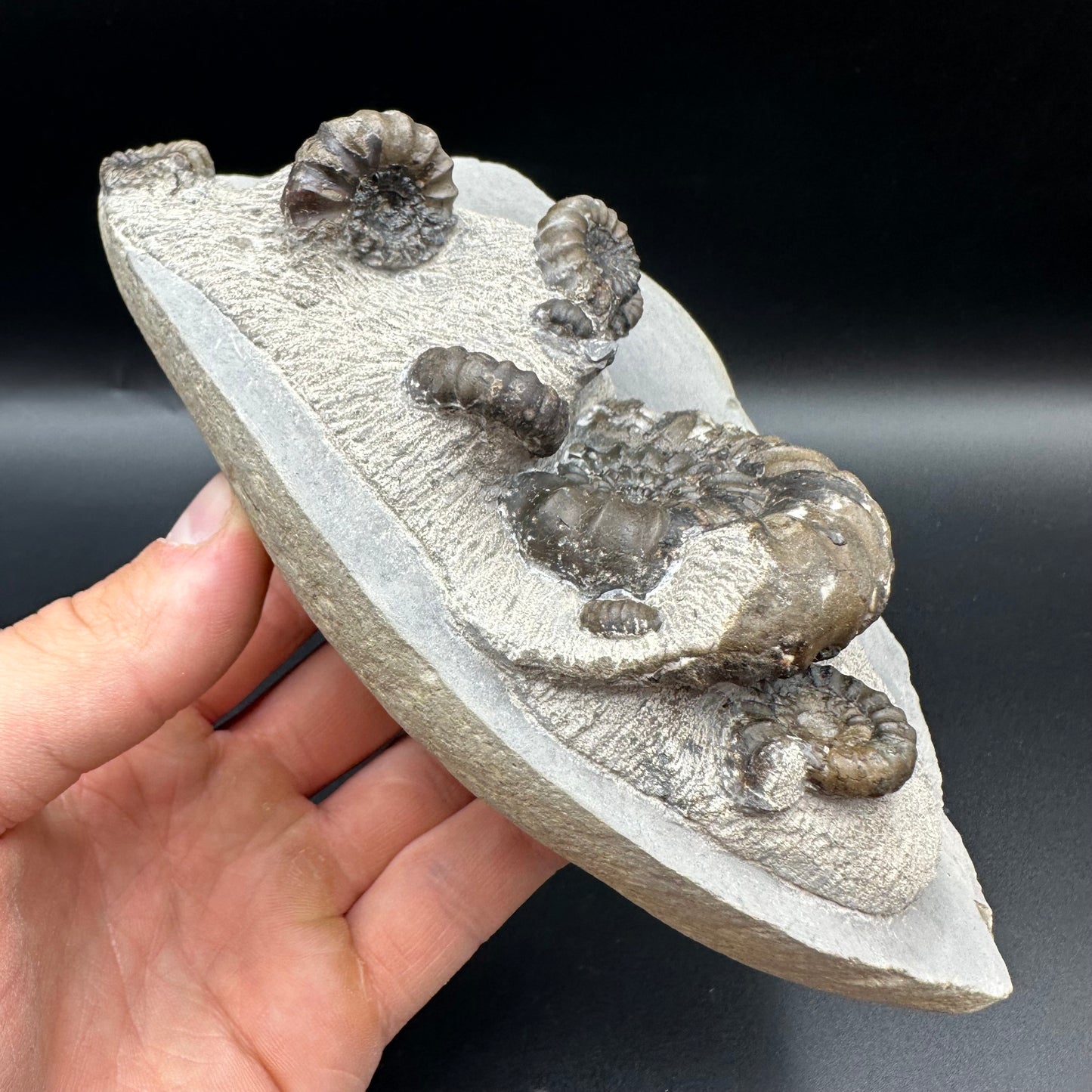Androgynoceras maculatum ammonite fossil with stand - Whitby, North Yorkshire Jurassic Coast Yorkshire Fossils