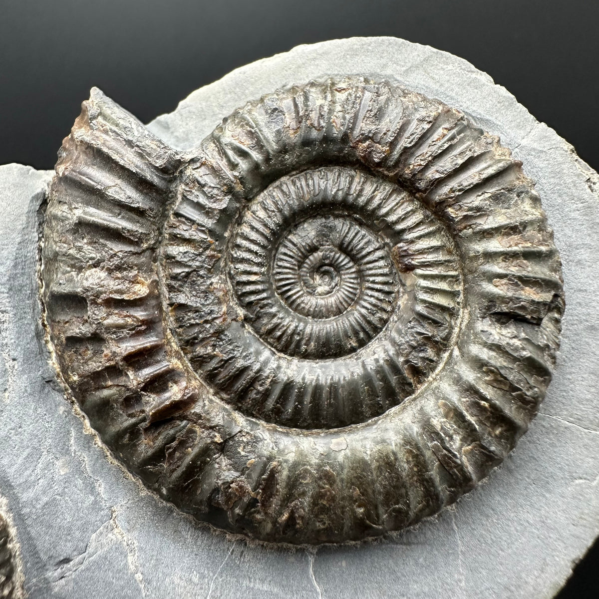 Dactylioceras Ammonite Fossil With Stand - Whitby, North Yorkshire Jurassic Coast Yorkshire Fossils