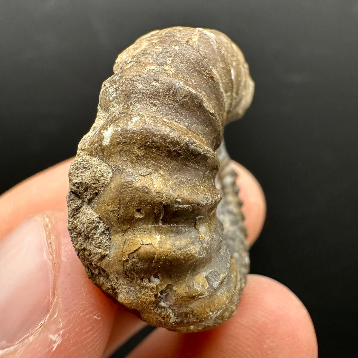 Androgynoceras capricornus Ammonite Fossil With Stand - Whitby, North Yorkshire Jurassic Coast Yorkshire Fossils