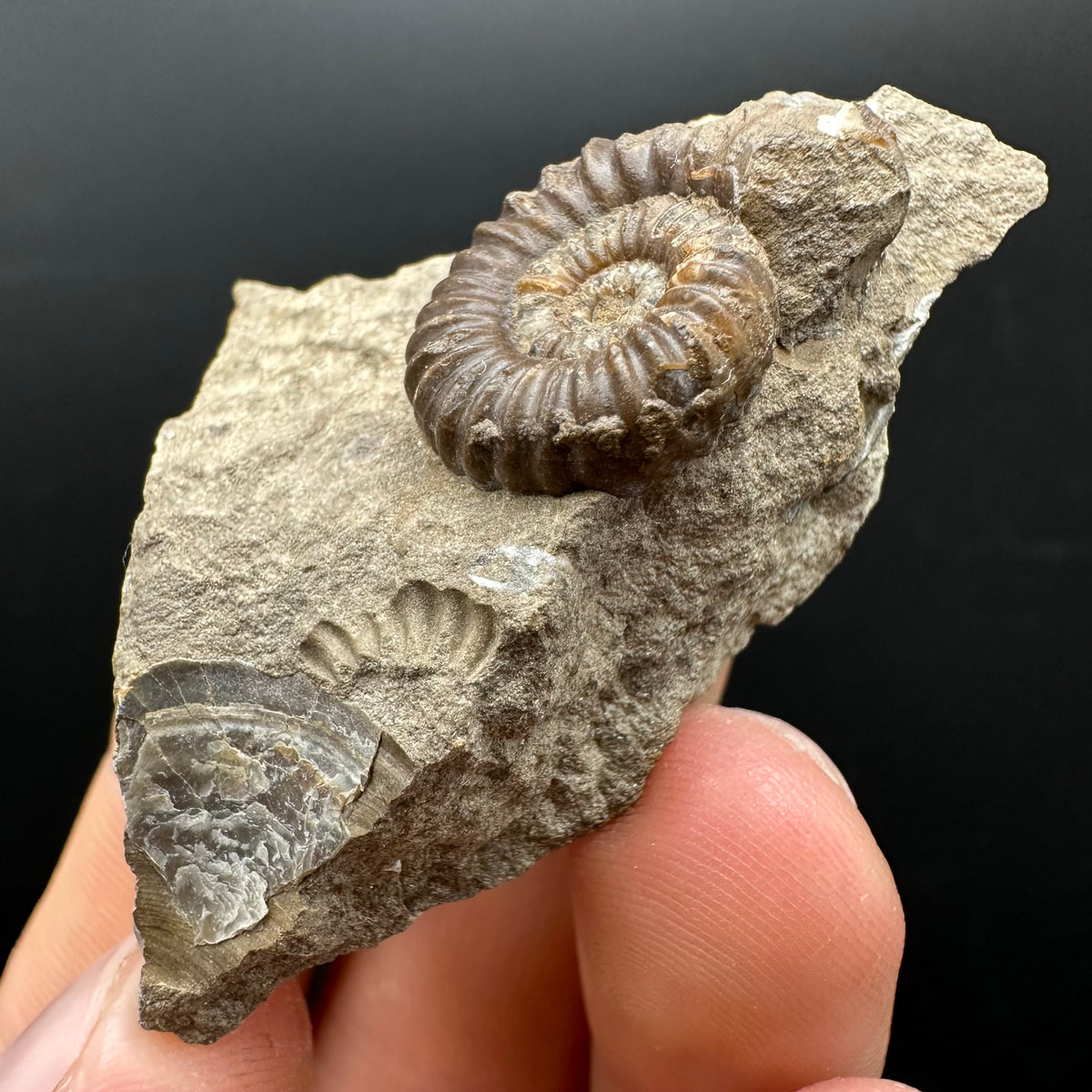 Androgynoceras capricornus Ammonite Fossil With Stand - Whitby, North Yorkshire Jurassic Coast Yorkshire Fossils