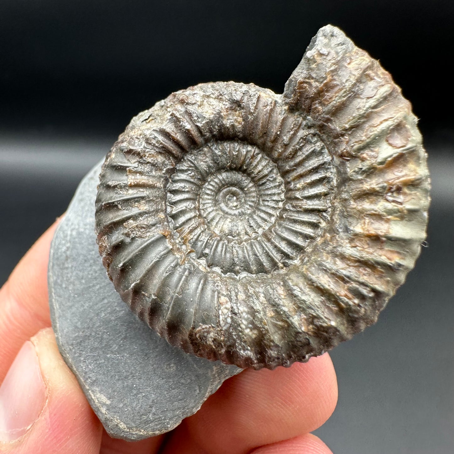 Catacoeloceras Sp. ammonite fossil with box and stand- Whitby, North Yorkshire Jurassic Coast Yorkshire Fossils