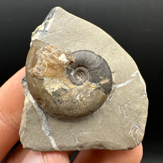 Amaltheus striatus ammonite fossil with box and stand - Whitby, North Yorkshire Jurassic Coast Yorkshire Fossils