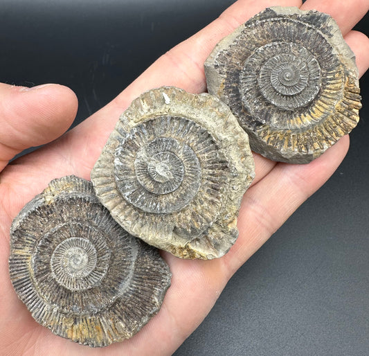 Dactylioceras imprint (negative) bundle ammonite shell fossil with box - Whitby, North Yorkshire, Yorkshire Fossils