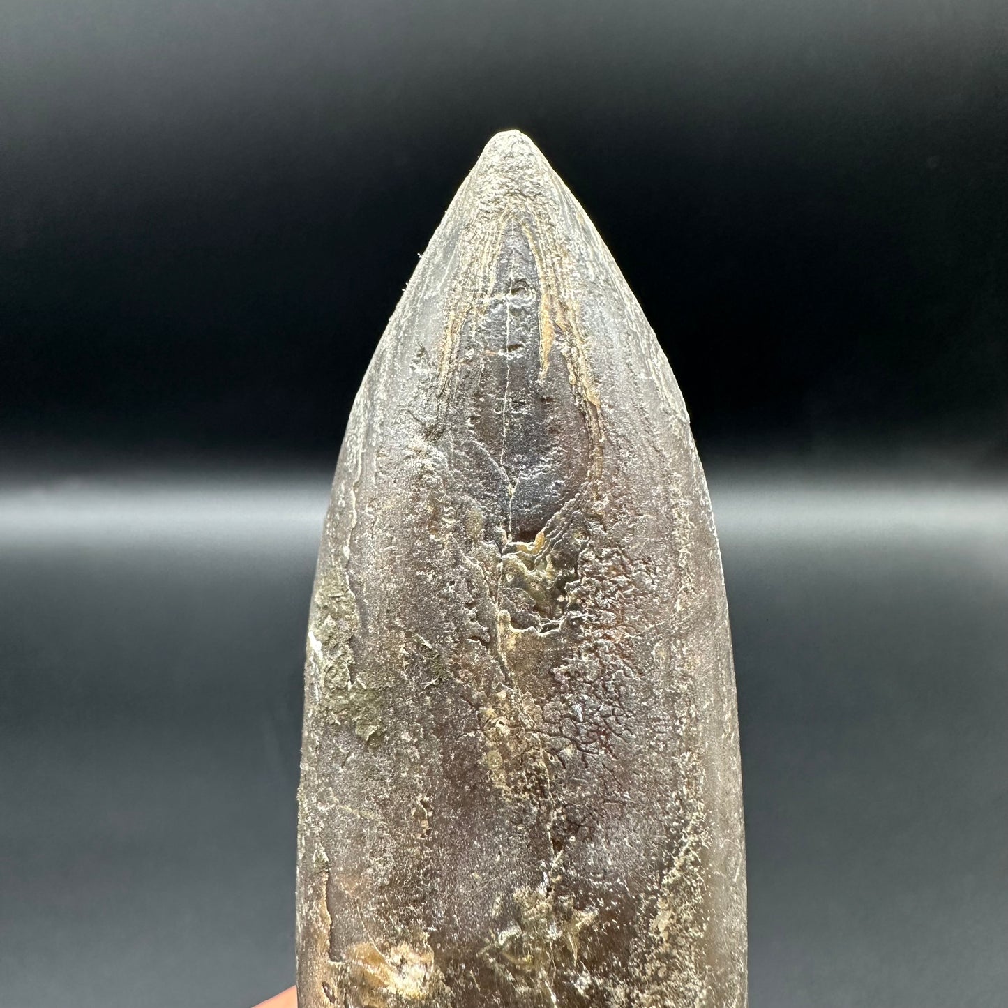 Belemnite (Fossil Squid) shell fossil with box and stand - Whitby, North Yorkshire Jurassic Coast Yorkshire Fossils