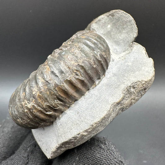 Catacoeloceras Sp. ammonite fossil with box and stand- Whitby, North Yorkshire Jurassic Coast Yorkshire Fossils
