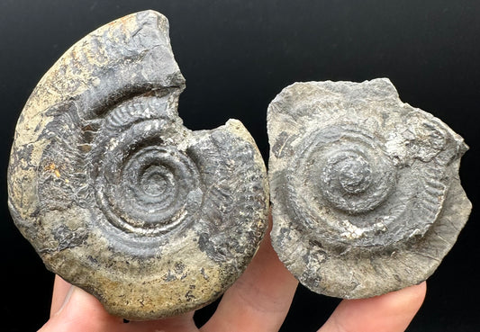 Hildoceras bifrons Ammonite Nodule (split pair) Fossil With Box And Stand - Whitby, North Yorkshire Jurassic Coast Yorkshire Fossils