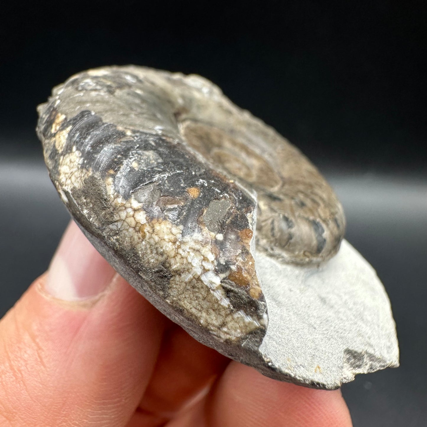 Grammoceras thoaurense Ammonite shell fossil with box and stand - Whitby, North Yorkshire, Yorkshire Fossils from the Jurassic Coast