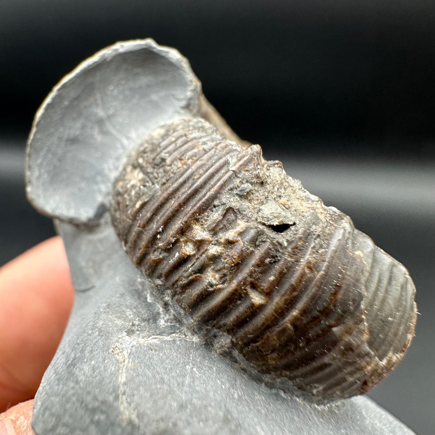 Catacoeloceras Sp. ammonite fossil with box and stand- Whitby, North Yorkshire Jurassic Coast Yorkshire Fossils