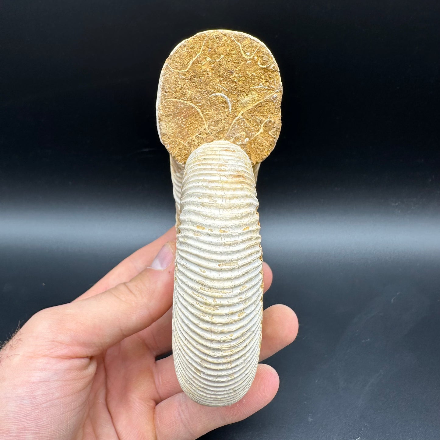Dichotomosphinctes Ammonite Fossil With Stand - Middle Jurassic Ammonite Madagascar