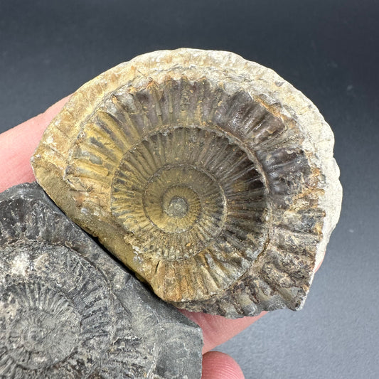 Dactylioceras imprint (negative) bundle ammonite shell fossil with box - Whitby, North Yorkshire, Yorkshire Fossils