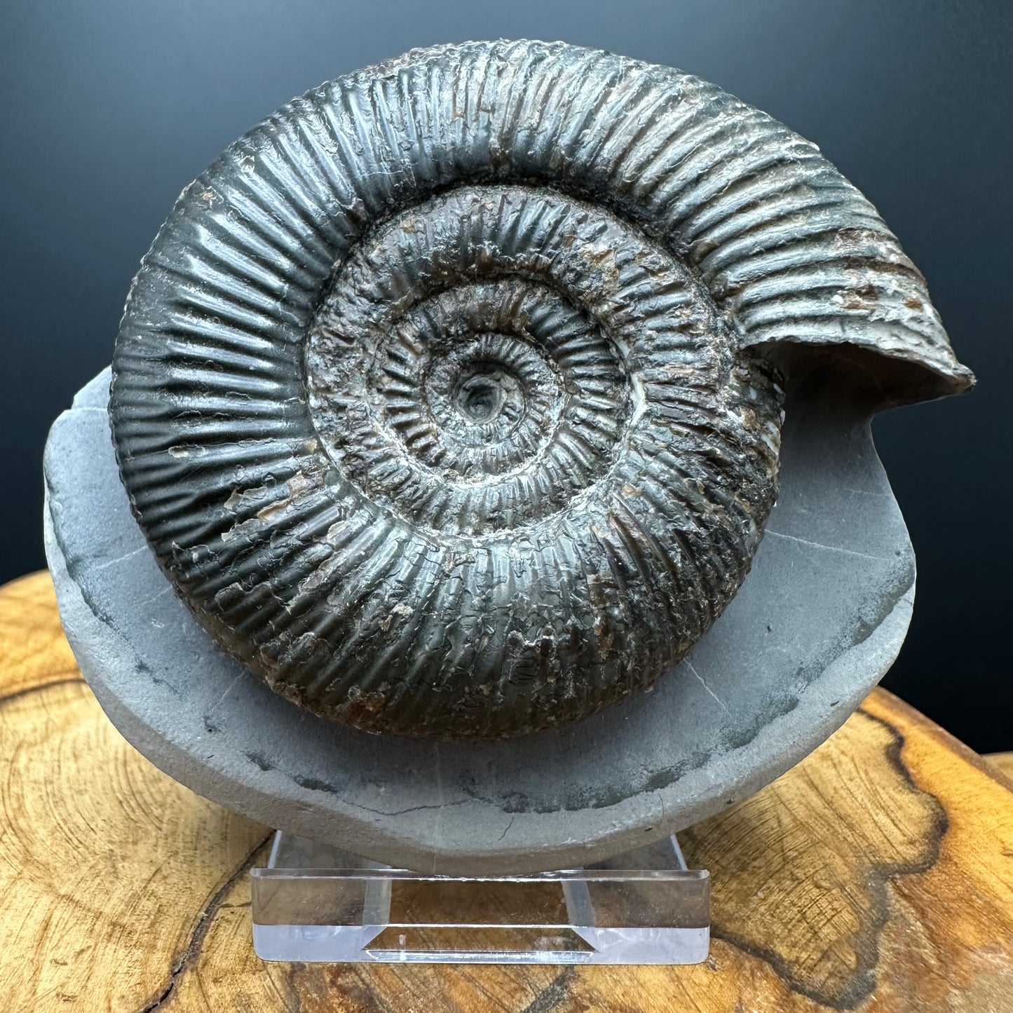 Dactylioceras semicelatum Ammonite fossil with stand - Whitby, North Yorkshire Jurassic Coast Yorkshire Fossils