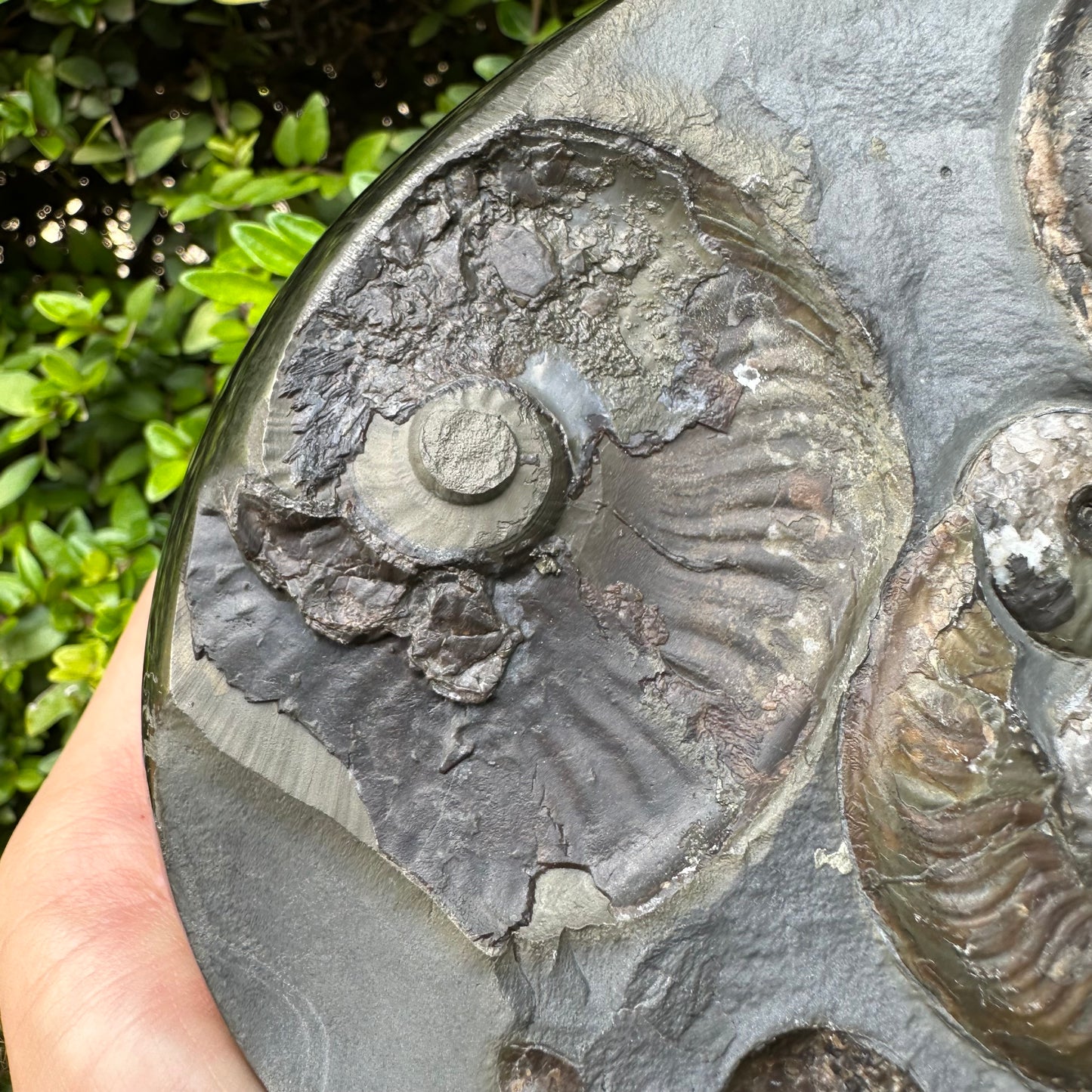 Golden Egg (GENUINE) Ammonite Fossil With Stand - Whitby, North Yorkshire Jurassic Coast Yorkshire Fossils