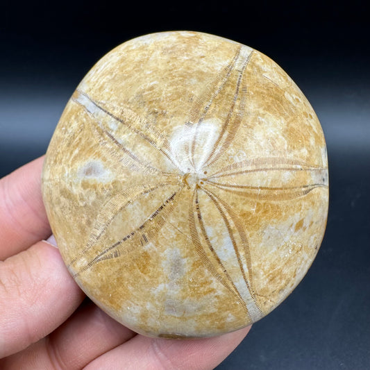 Holectypus Sea Urchin Fossil With Box And Stand - Middle Jurassic Madagascar