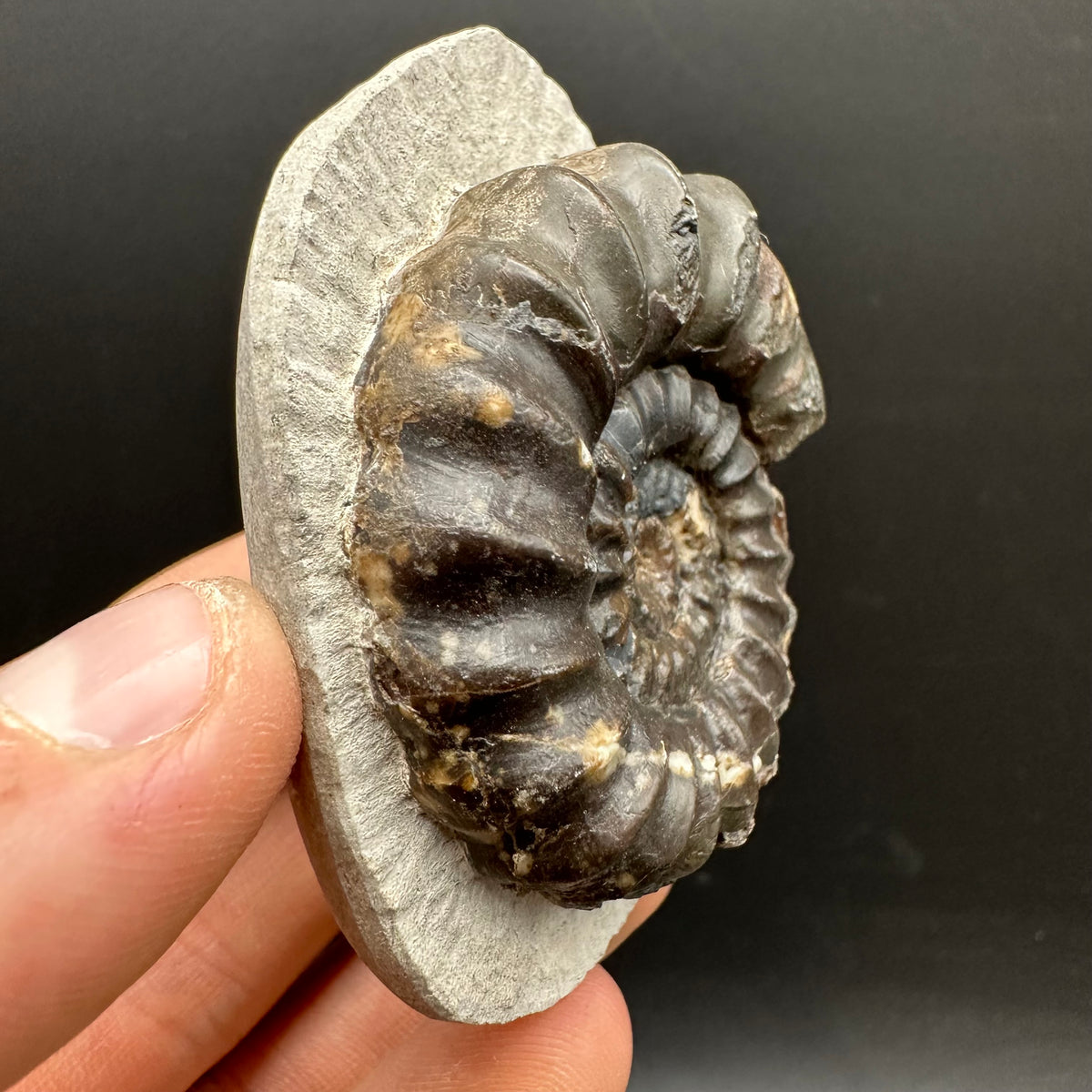 Androgynoceras maculatum ammonite fossil with box and stand - Whitby, North Yorkshire Jurassic Coast Yorkshire Fossils