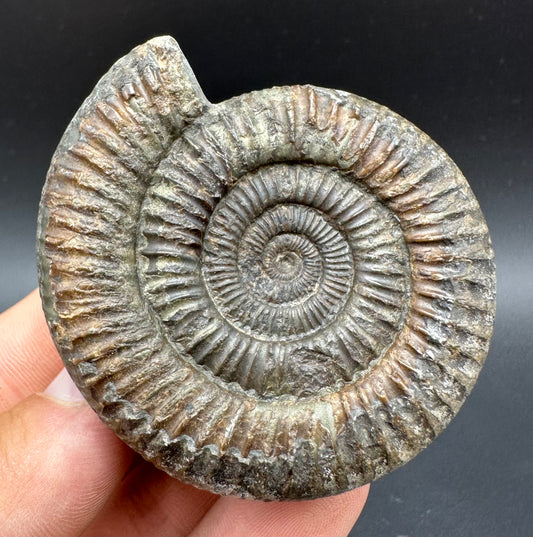 Dactylioceras Ammonite Fossil With Box And Stand - Whitby, North Yorkshire Jurassic Coast Yorkshire Fossils