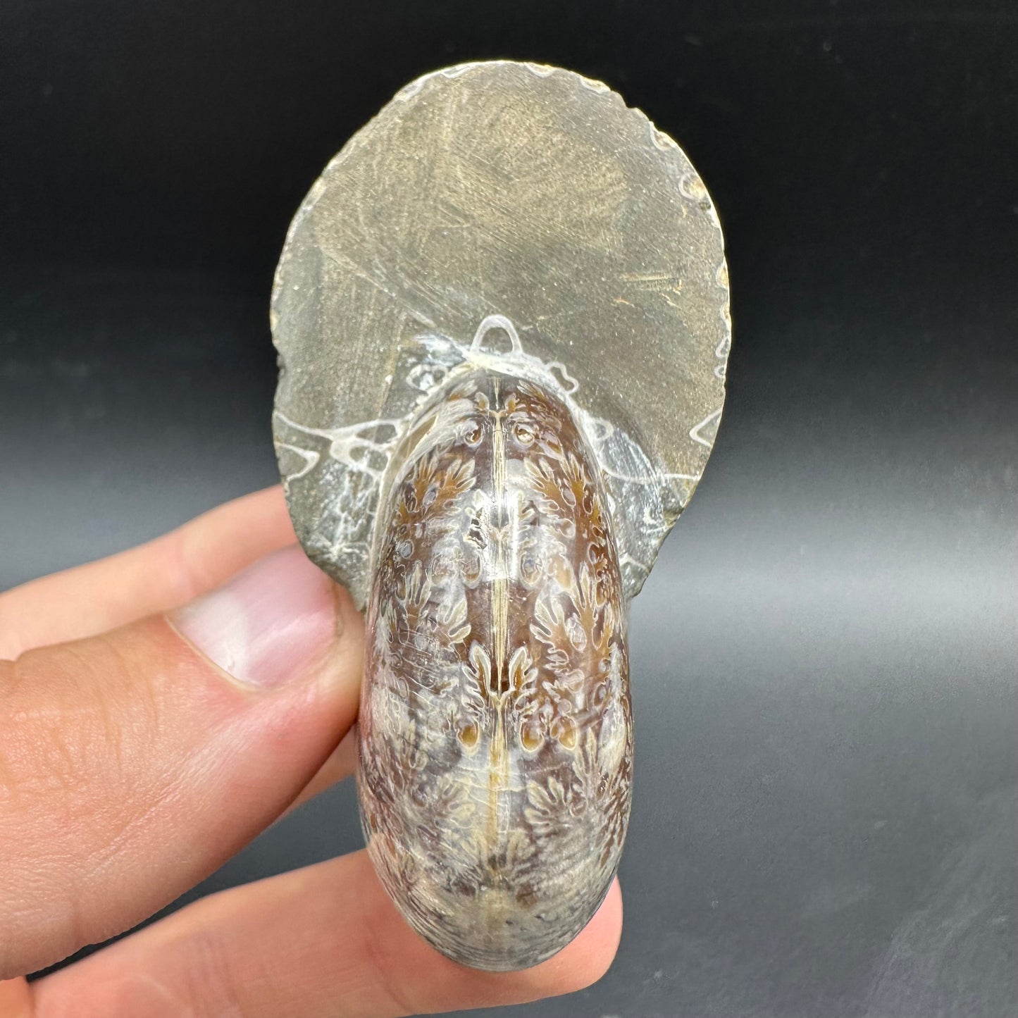 Phylloceras Ammonite Fossil With Box And Stand - Cretaceous Ammonite Madagascar