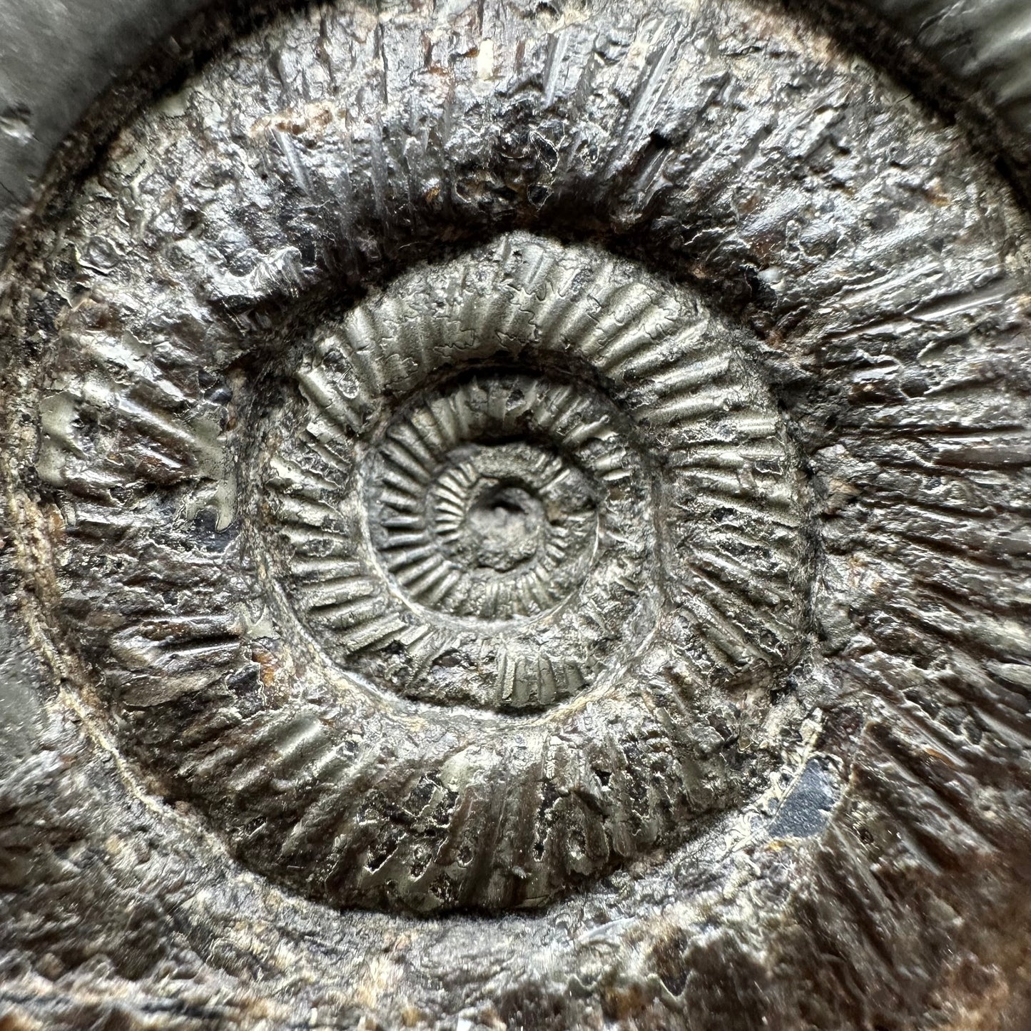 Dactylioceras semicelatum Ammonite Fossil With Stand- Whitby, North Yorkshire Jurassic Coast Yorkshire Fossils