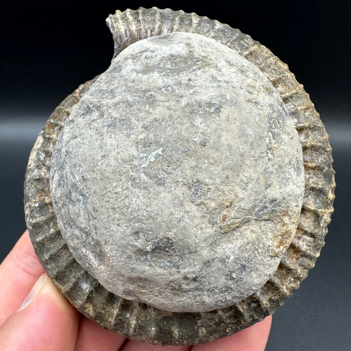 Dactylioceras Ammonite Fossil With Box And Stand - Whitby, North Yorkshire Jurassic Coast Yorkshire Fossils