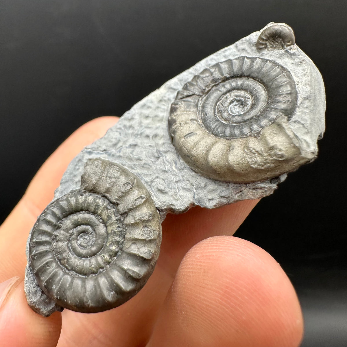 Arnioceras ammonite shell fossil with box and stand - Whitby, North Yorkshire Jurassic Coast Yorkshire Fossils