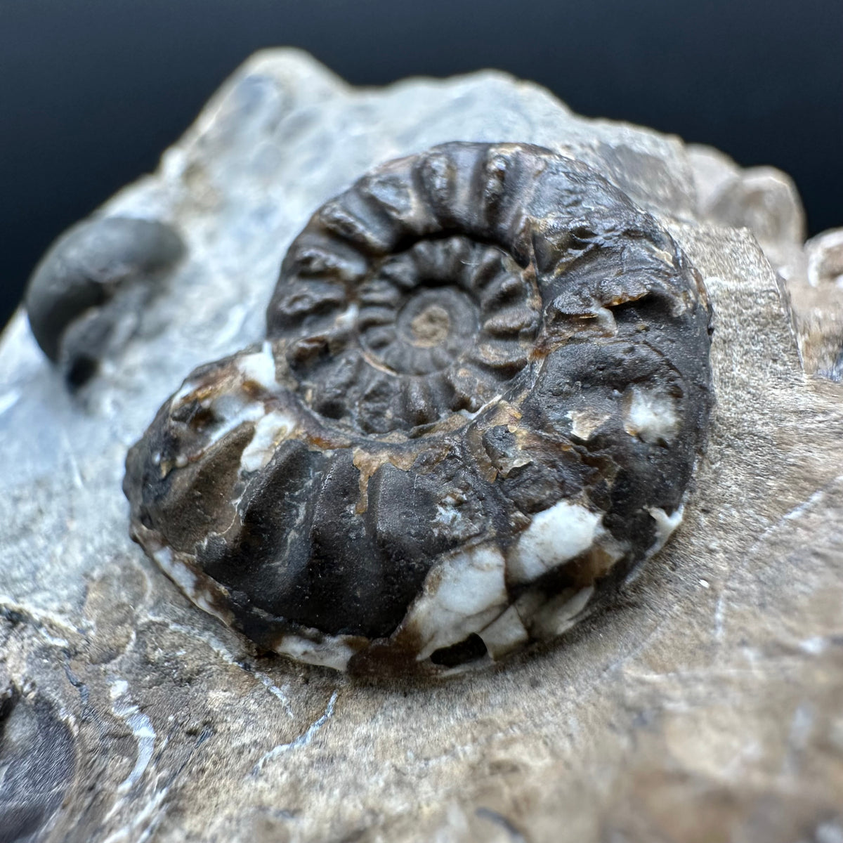 Amaltheus subnodosus Ammonite fossil with stand - Whitby, North Yorkshire Jurassic Coast Yorkshire Fossils