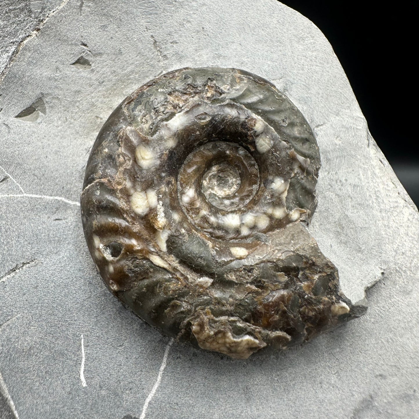 Hildoceras Bifrons Ammonite fossil with box and stand - Whitby, North Yorkshire Jurassic Coast, Yorkshire Fossils from the Jurassic Coast