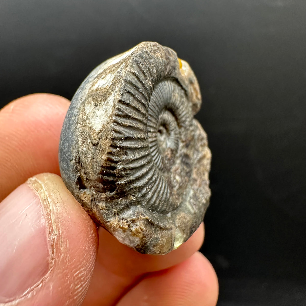 Hydra Snakestone Ammonite Fossil With Bag/Box And Stand - Whitby, North Yorkshire Jurassic Coast Yorkshire Fossils