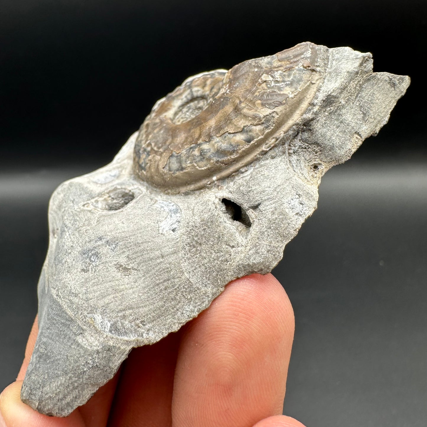 Harpoceras ammonite fossil with box and stand - Whitby, North Yorkshire Jurassic Coast Yorkshire Fossils