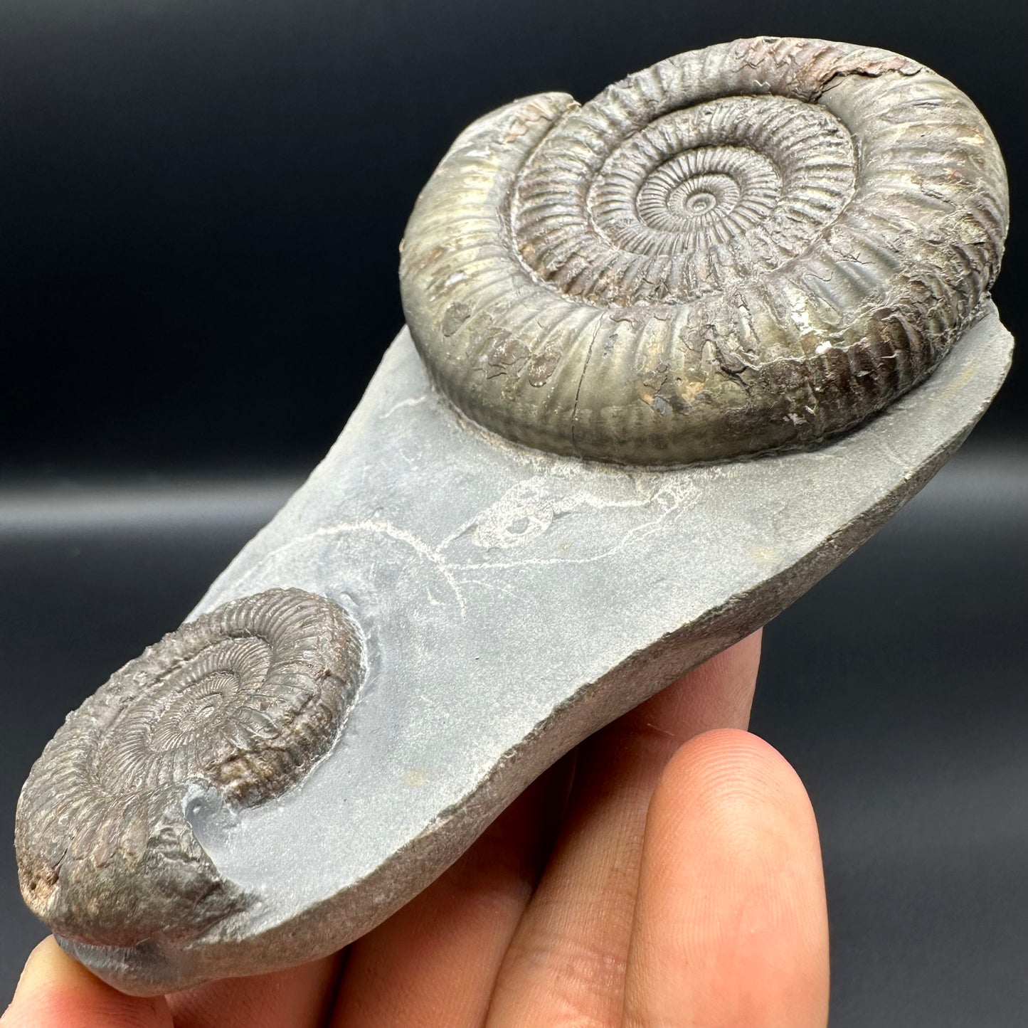 Dactylioceras Ammonite Fossil With Stand - Whitby, North Yorkshire Jurassic Coast Yorkshire Fossils