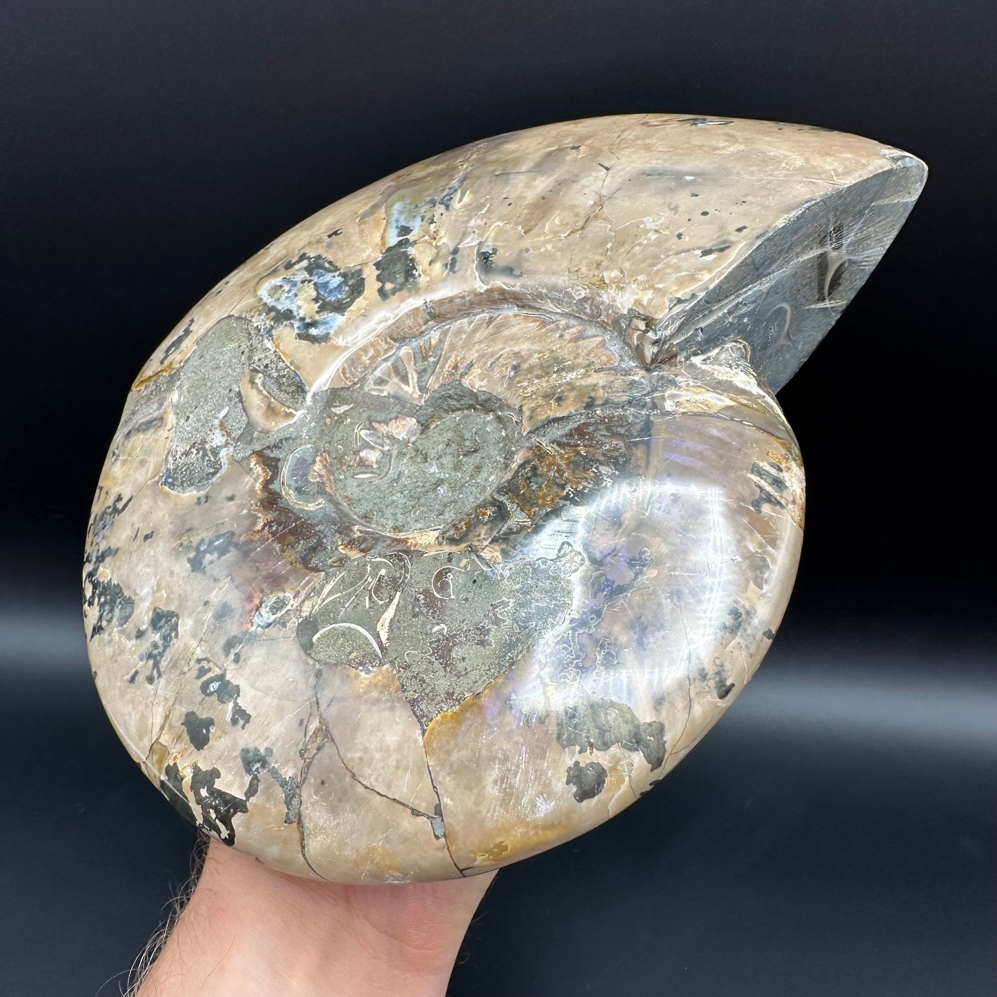 Cleoniceras Ammonite Fossil With Stand - Cretaceous Ammonite Madagascar