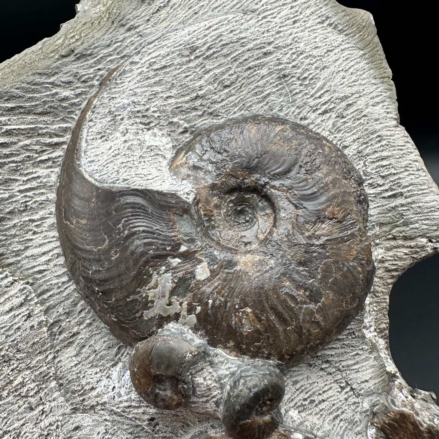 Eleganticeras Elegantulum ammonite fossil - Whitby, North Yorkshire Jurassic Coast, Yorkshire Fossils