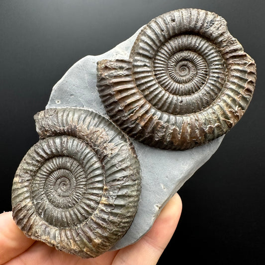 Dactylioceras Ammonite Fossil With Stand - Whitby, North Yorkshire Jurassic Coast Yorkshire Fossils