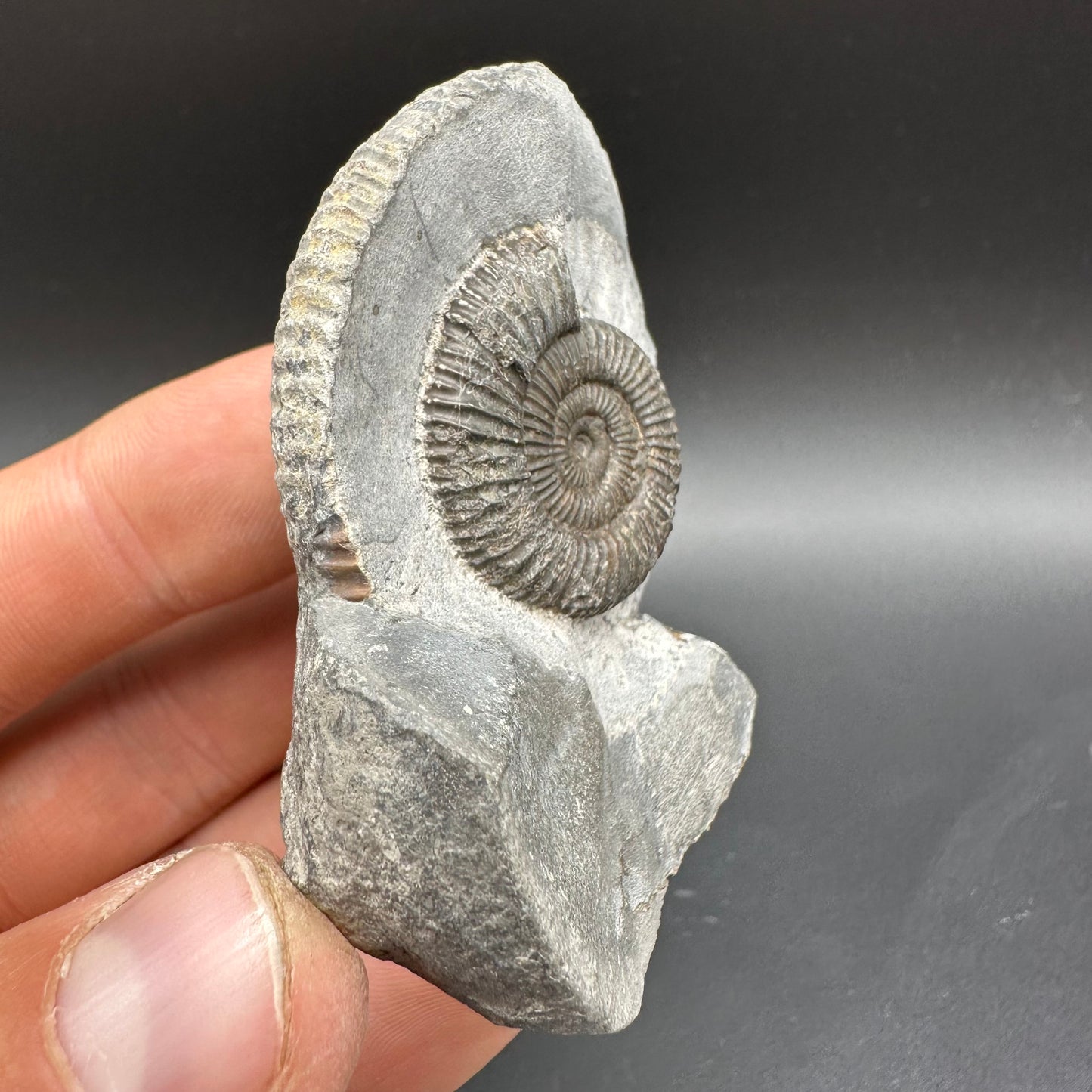 Dactylioceras Ammonite Fossil With Box And Stand - Whitby, North Yorkshire Jurassic Coast Yorkshire Fossils