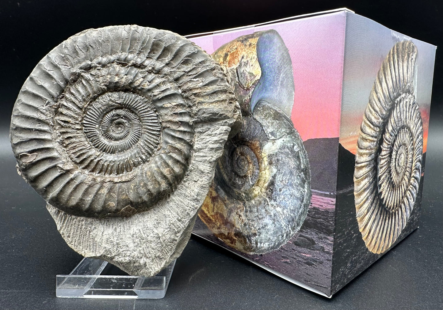 Peronoceras turriculatum ammonite fossil with box and stand - Whitby, North Yorkshire Jurassic Coast, Yorkshire fossils