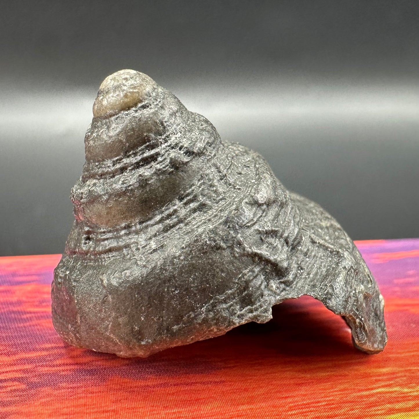 Gastropod Fossil Shell - Whitby, North Yorkshire, Jurassic Coast, Yorkshire Fossils