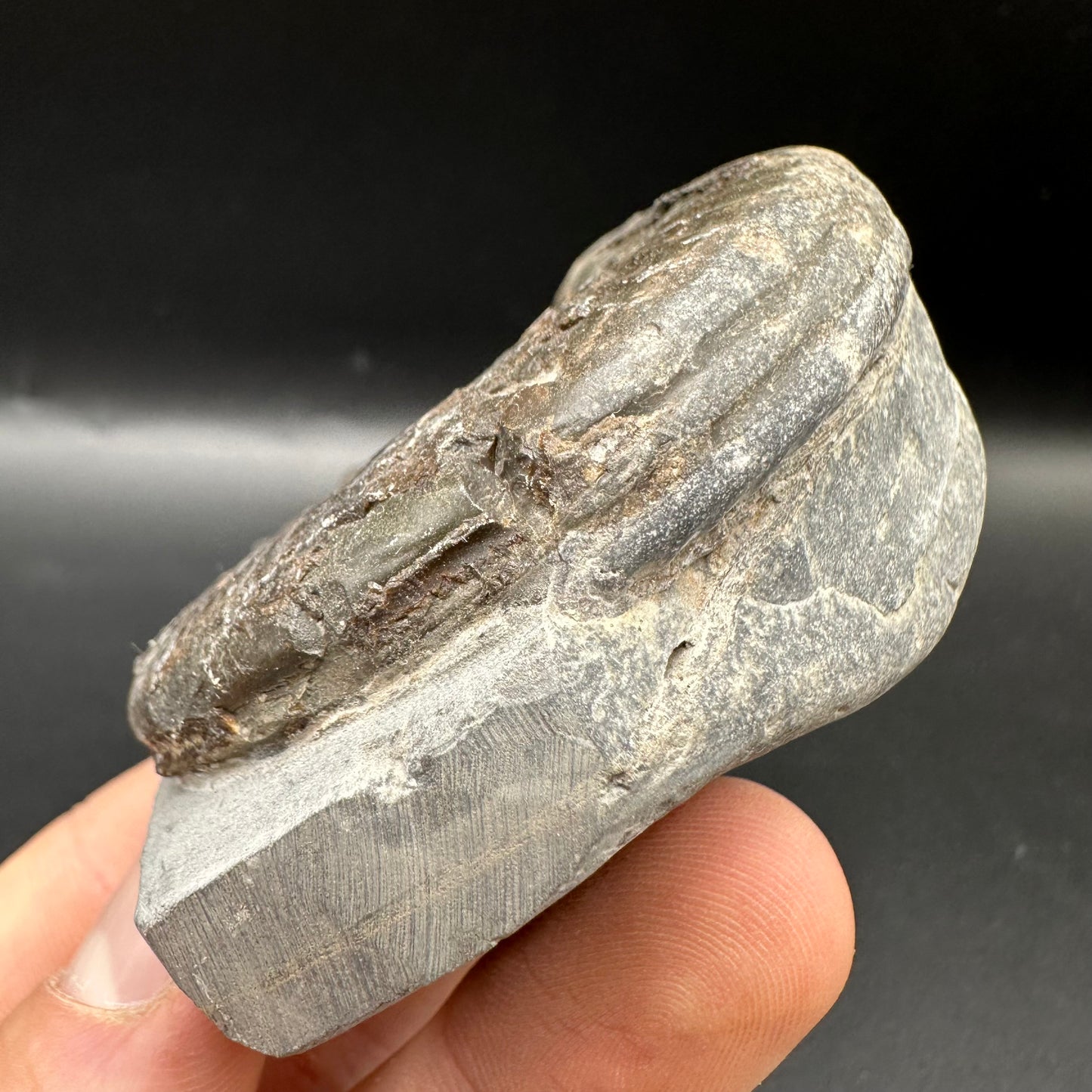 Hildoceras Bifrons Ammonite fossil with box and stand - Whitby, North Yorkshire Jurassic Coast, Yorkshire Fossils from the Jurassic Coast