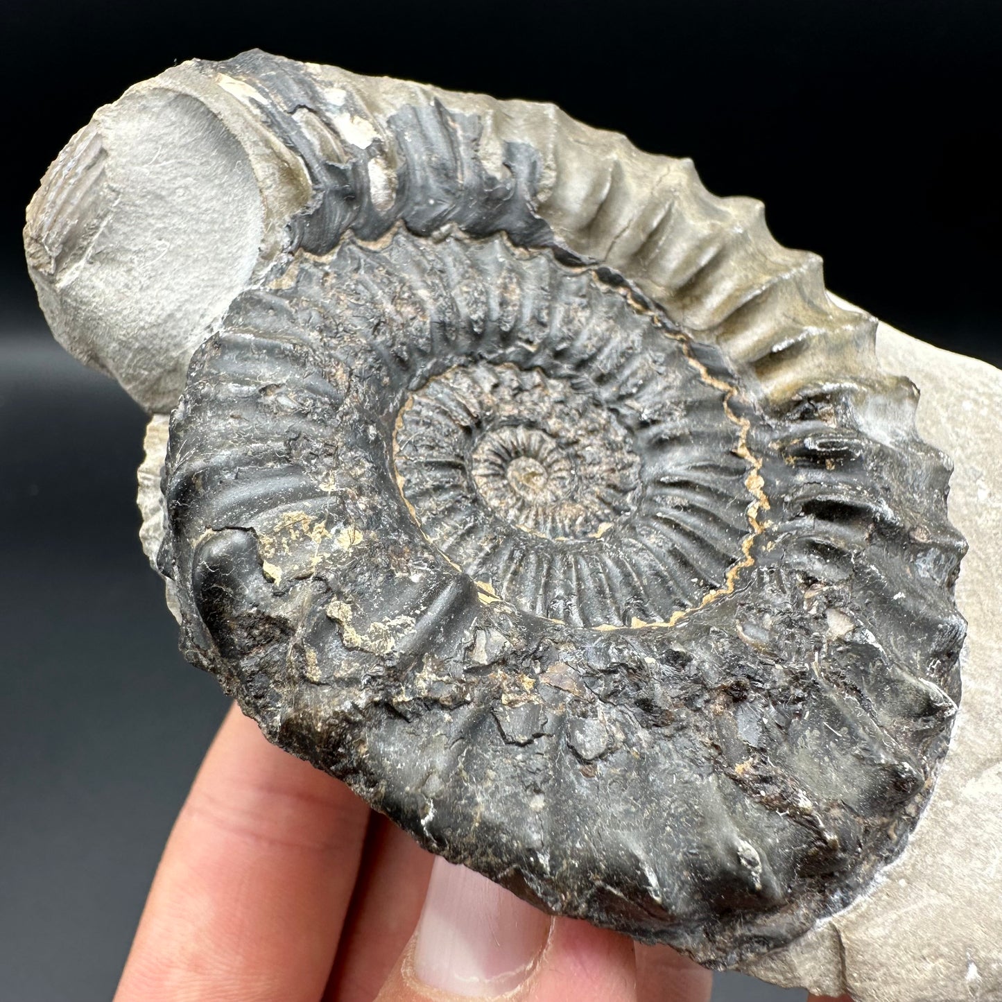 Pleuroceras paucicostatum ammonite fossil with box and stand - Whitby, North Yorkshire Jurassic Coast Yorkshire Fossils