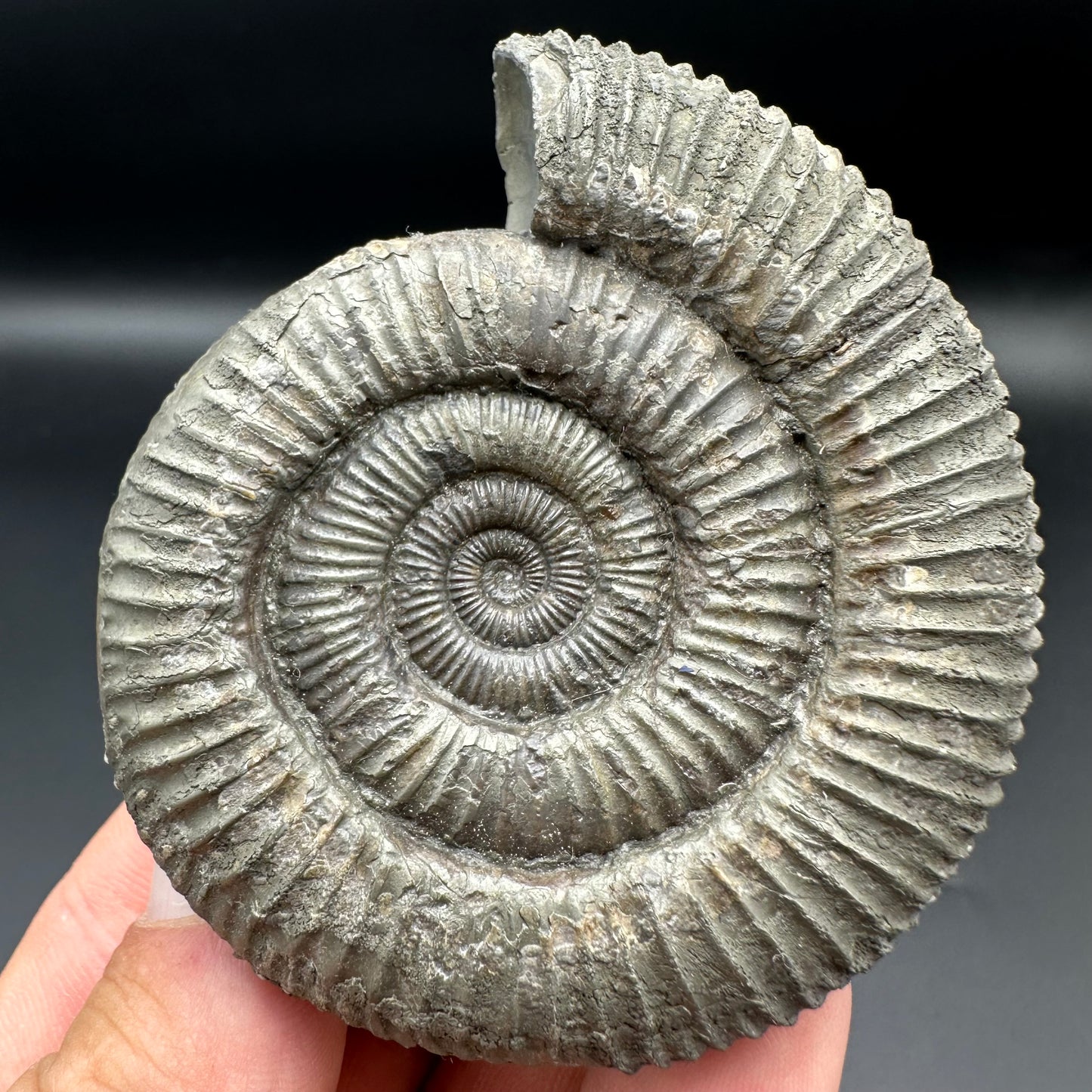 Catacoeloceras Sp. ammonite fossil with box and stand- Whitby, North Yorkshire Jurassic Coast Yorkshire Fossils