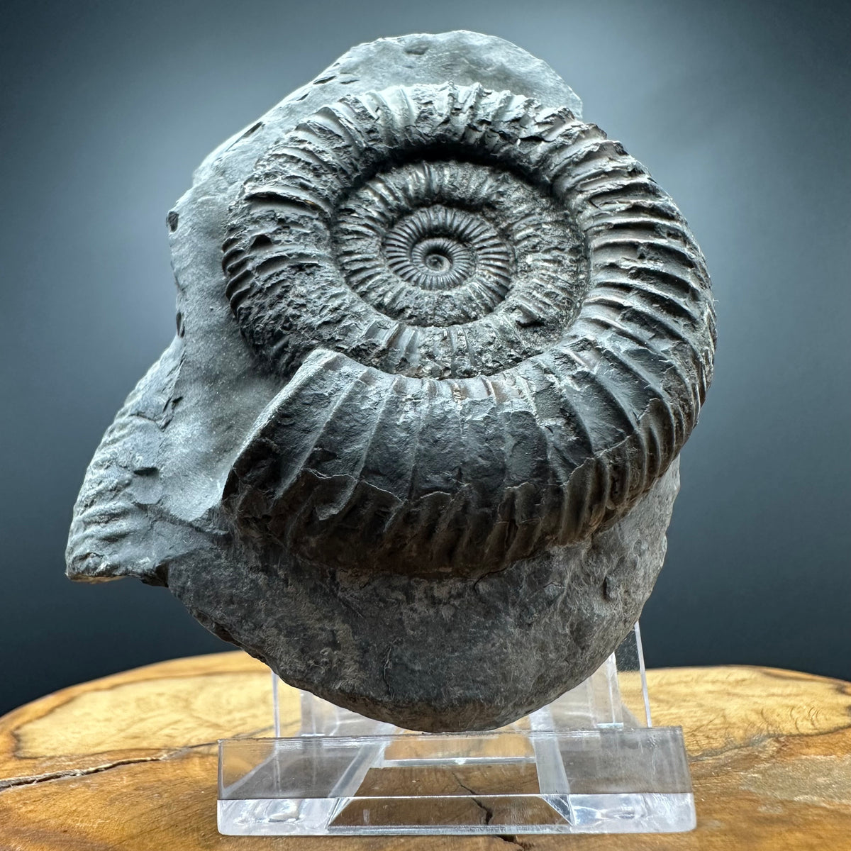 Dactylioceras Ammonite Fossil With box and Stand - Whitby, North Yorkshire Jurassic Coast Yorkshire Fossils