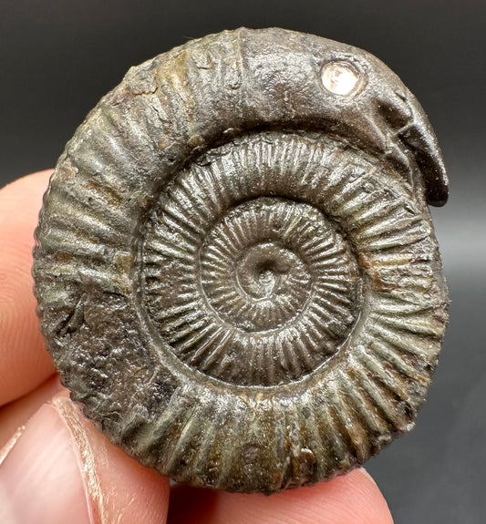 Snakestone Ammonite Fossil With Bag/Box And Stand - Whitby, North Yorkshire Jurassic Coast Yorkshire Fossils