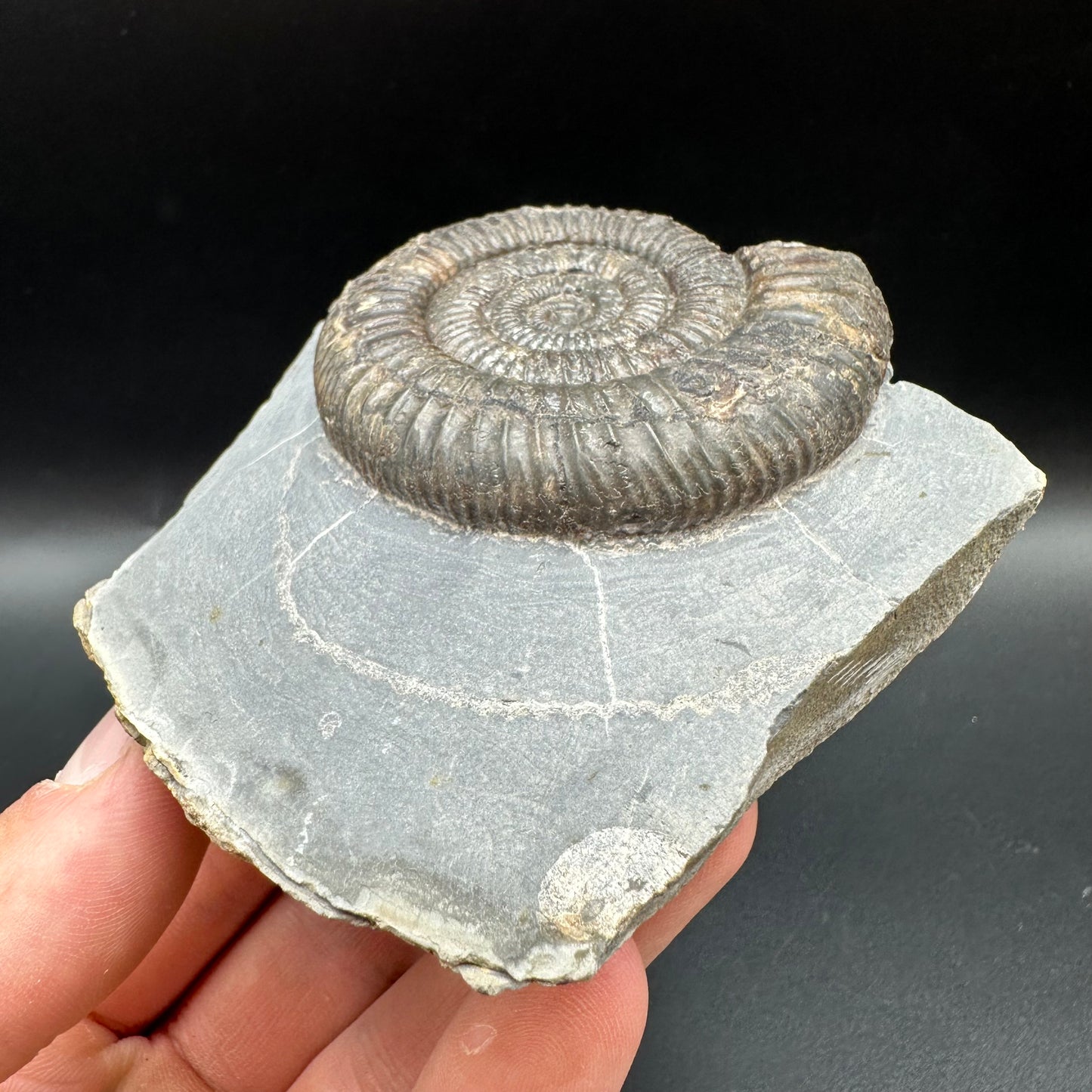 Dactylioceras Ammonite Fossil With Box And Stand - Whitby, North Yorkshire Jurassic Coast Yorkshire Fossils