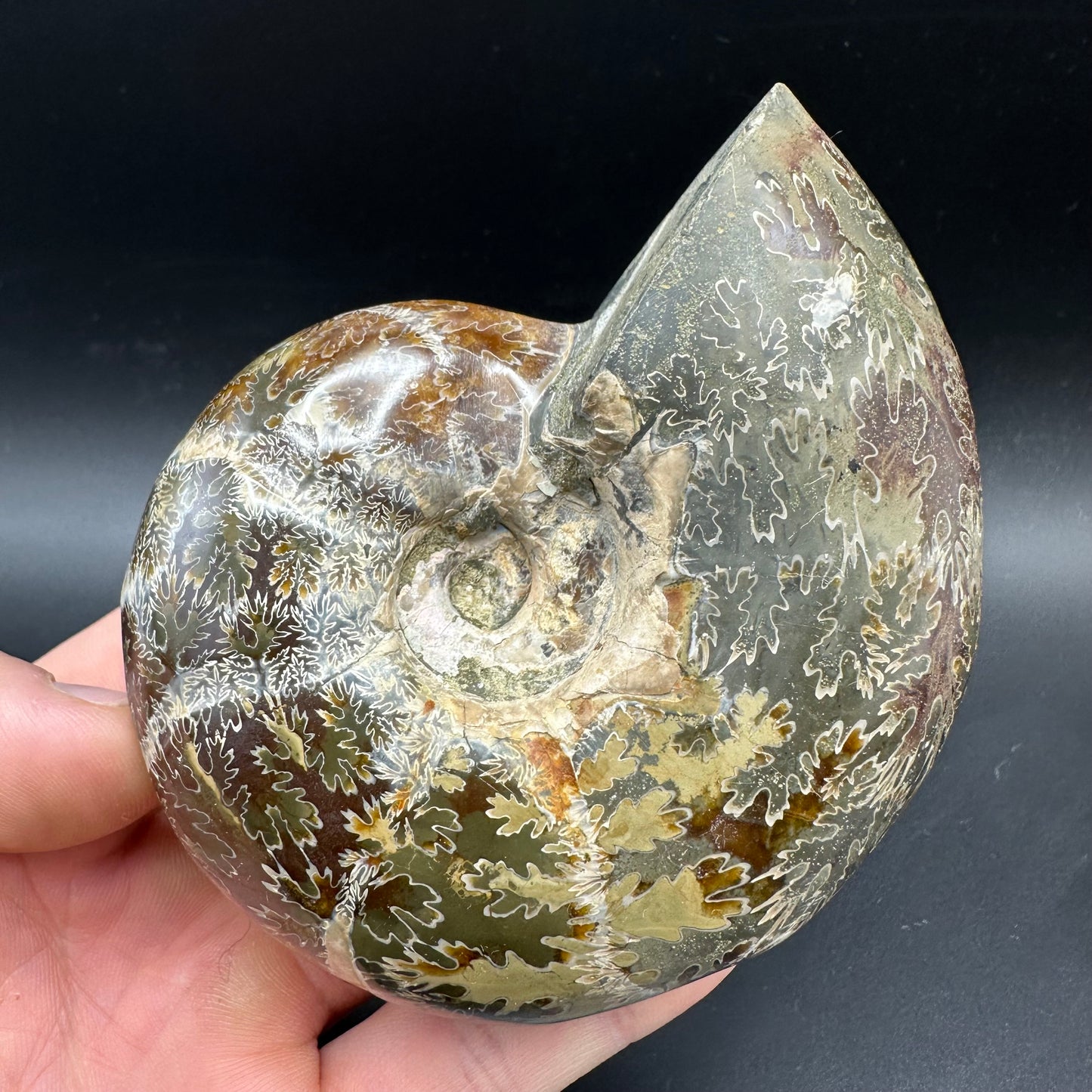 Puzosia Ammonite Fossil With Box And Stand - Cretaceous Ammonite Madagascar