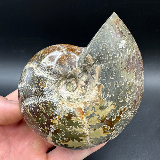 Puzosia Ammonite Fossil With Box And Stand - Cretaceous Ammonite Madagascar