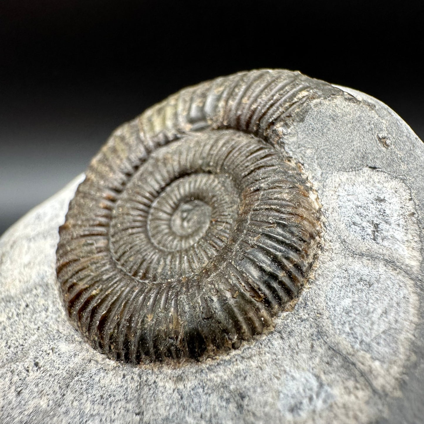 Dactylioceras Ammonite Fossil With Box And Stand - Whitby, North Yorkshire Jurassic Coast Yorkshire Fossils