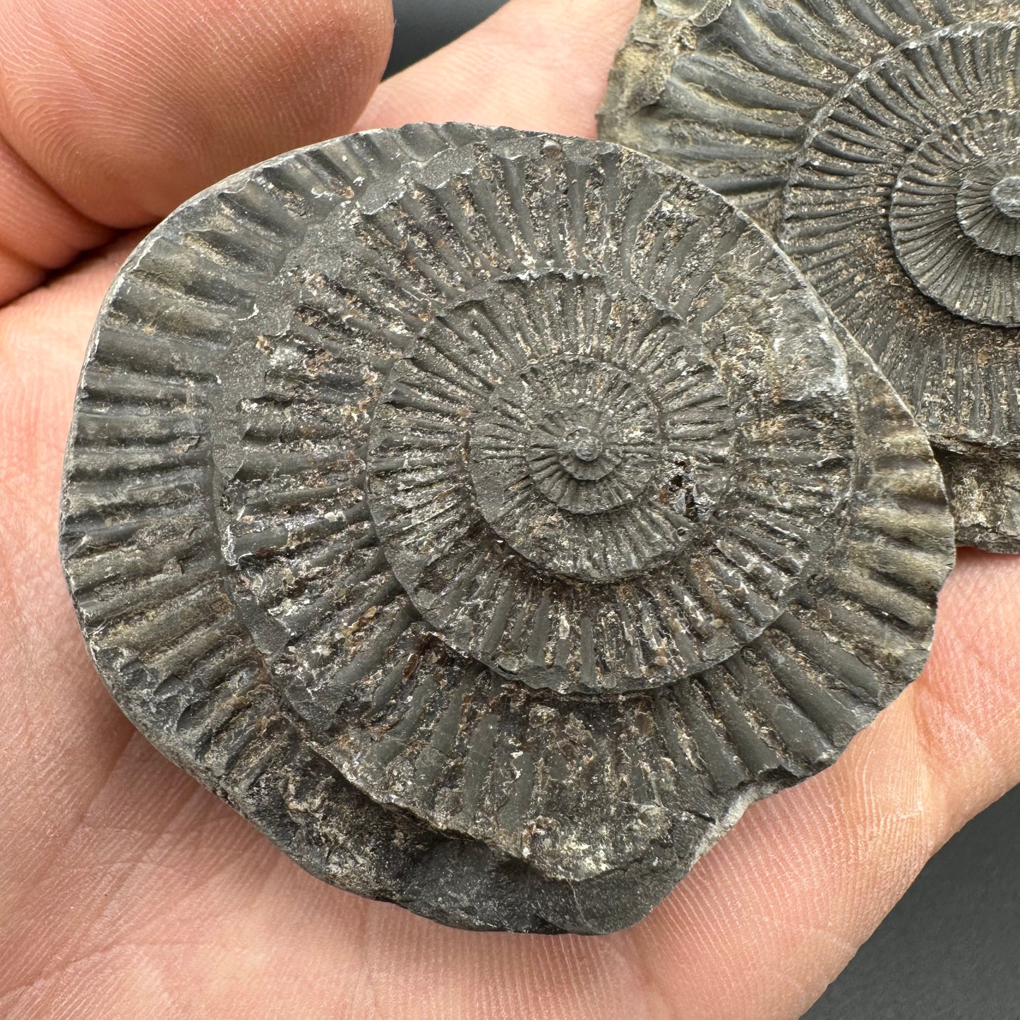 Dactylioceras imprint (negative) bundle ammonite shell fossil with box - Whitby, North Yorkshire, Yorkshire Fossils