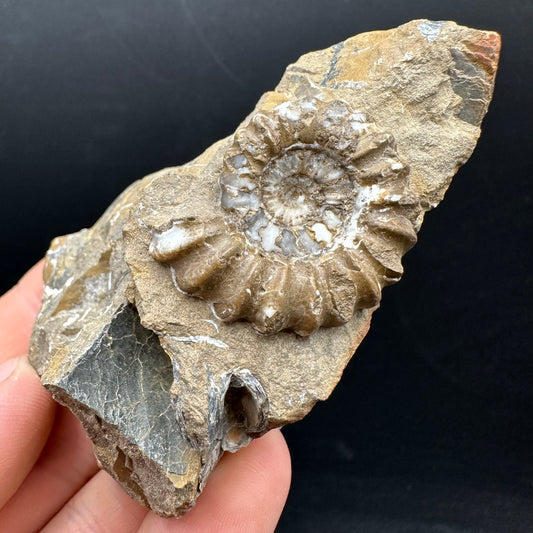 Androgynoceras capricornus Ammonite Fossil With Stand - Whitby, North Yorkshire Jurassic Coast Yorkshire Fossils