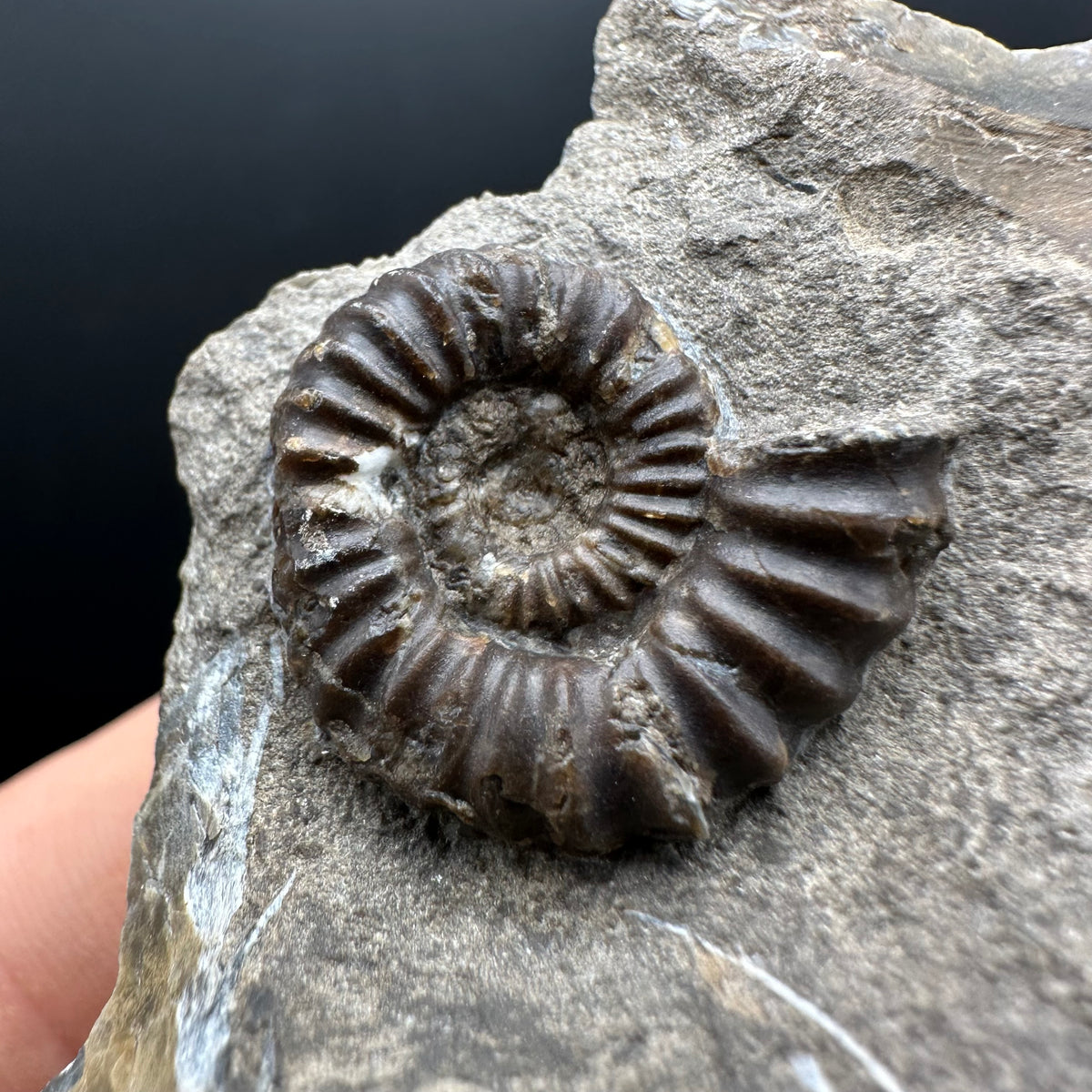 Androgynoceras capricornus Ammonite Fossil With Stand - Whitby, North Yorkshire Jurassic Coast Yorkshire Fossils