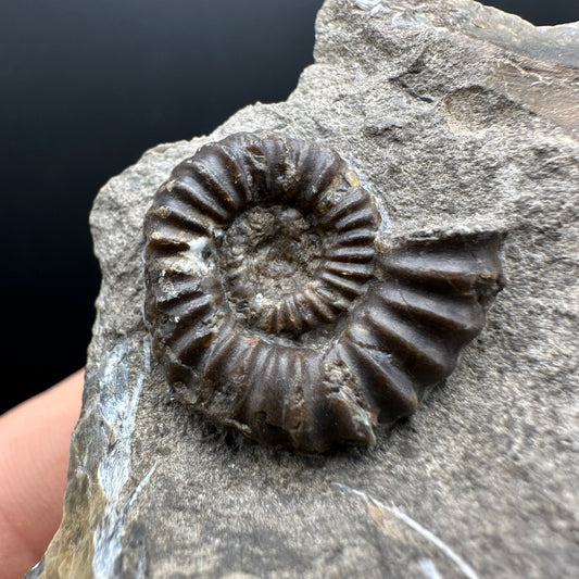 Androgynoceras capricornus Ammonite Fossil With Stand - Whitby, North Yorkshire Jurassic Coast Yorkshire Fossils
