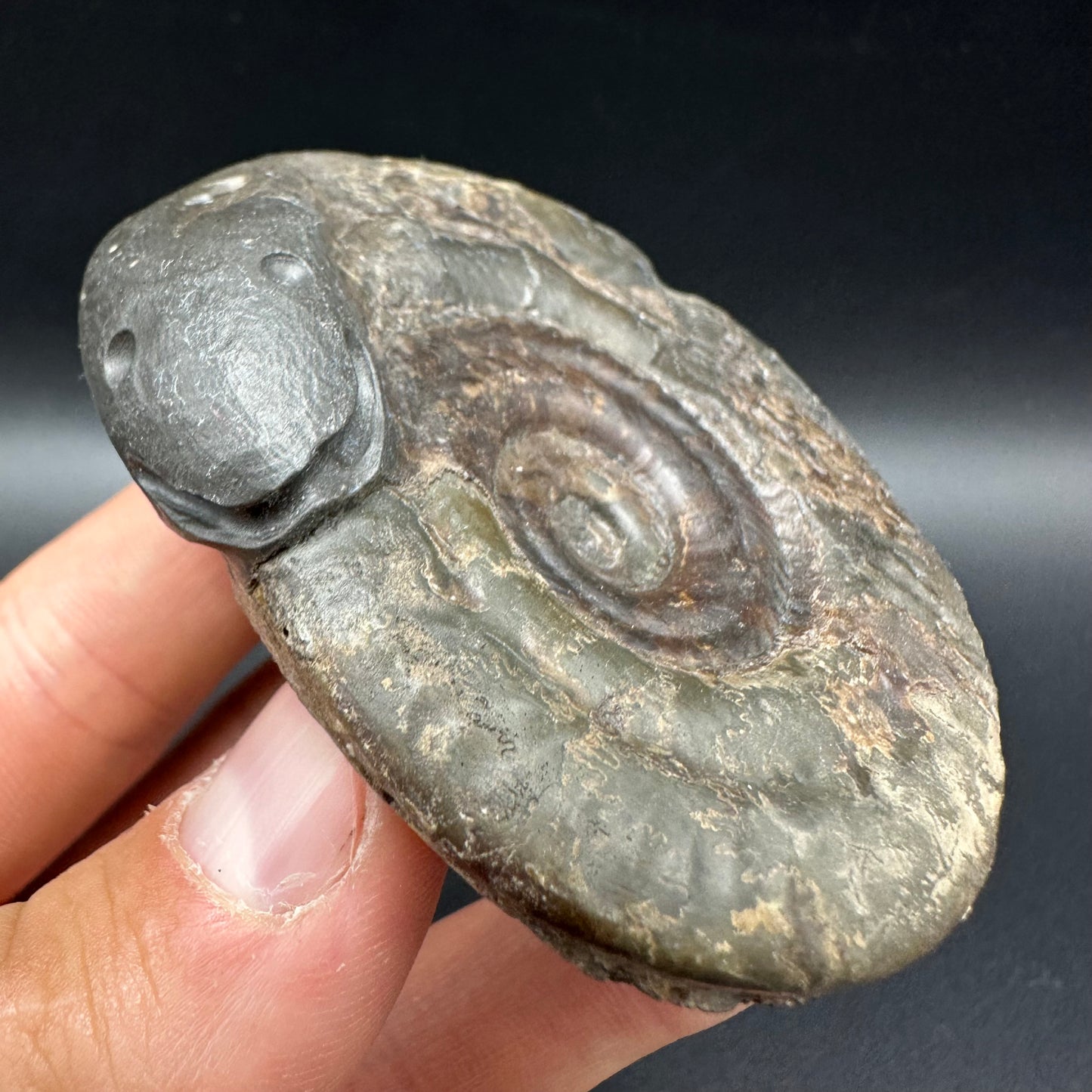 Snakestone Ammonite Fossil With Bag/Box And Stand - Whitby, North Yorkshire Jurassic Coast Yorkshire Fossils