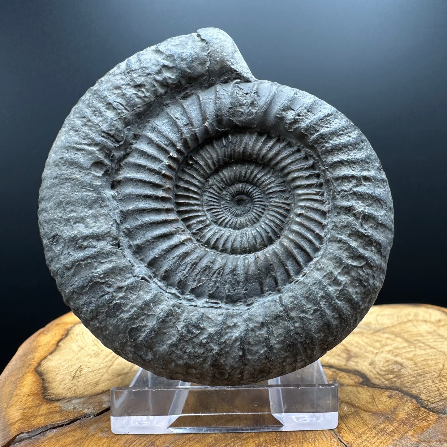 Dactylioceras Ammonite Fossil With box and Stand - Whitby, North Yorkshire Jurassic Coast Yorkshire Fossils